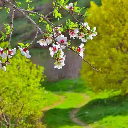 علی غلامی دل و به دریا میزنم تیشه به ریشه میزنم